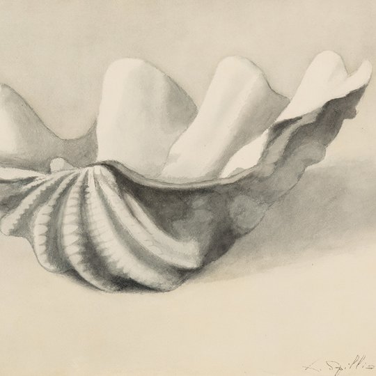 Léon Spilliaert - Coquillage 